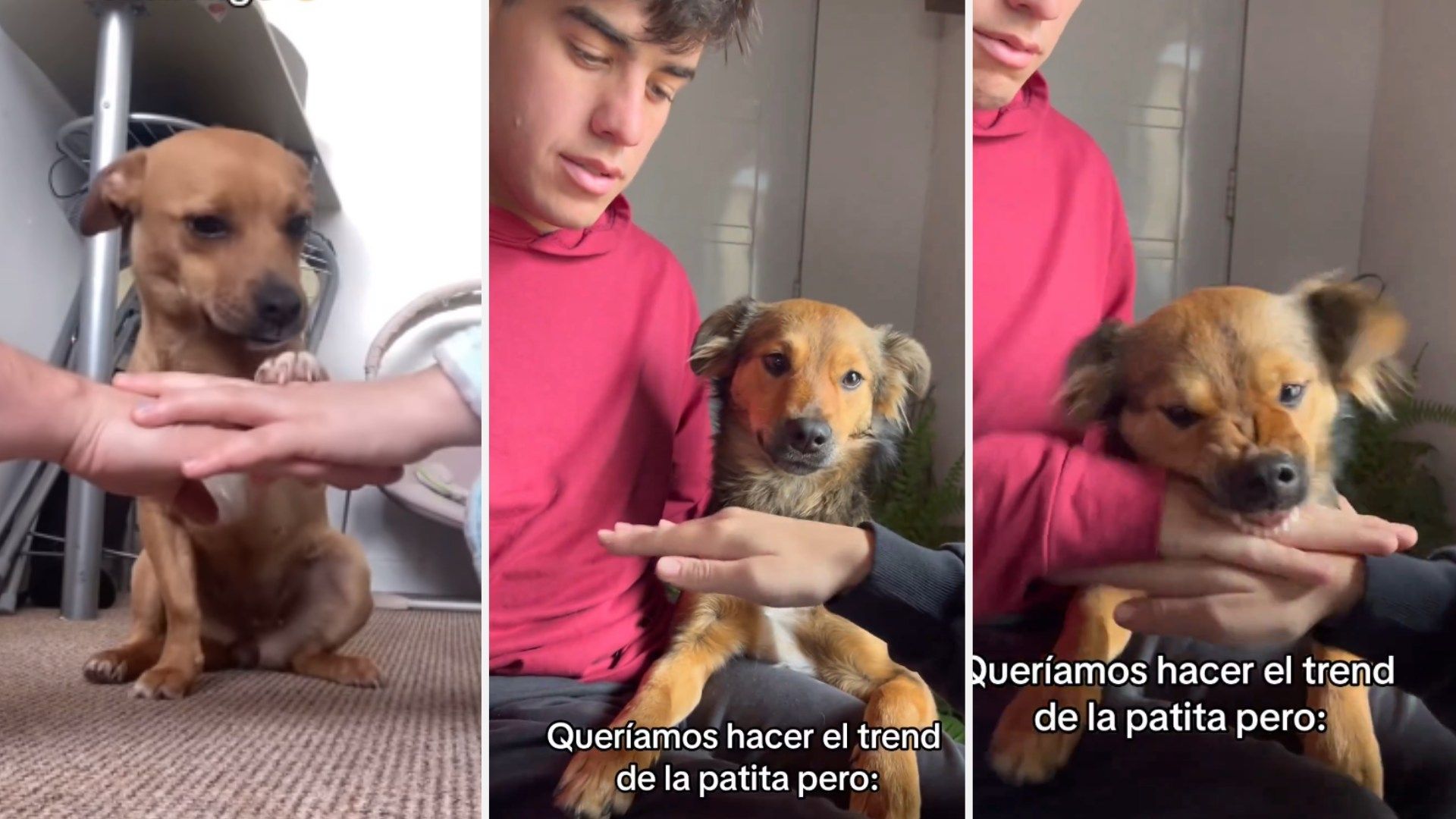 Video | Jóvenes Buscan Cumplir Reto Viral y Resultan Mordidos por su Perrito  