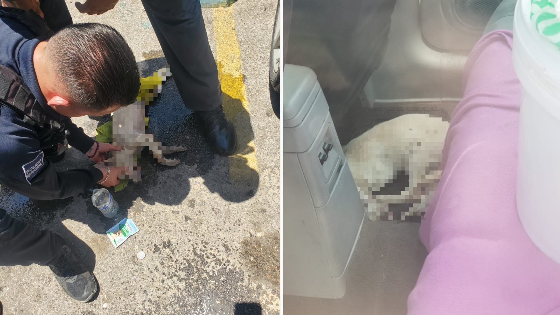 Abandonan a Perrito Dentro de un Auto en Mexicali y Muere de Calor