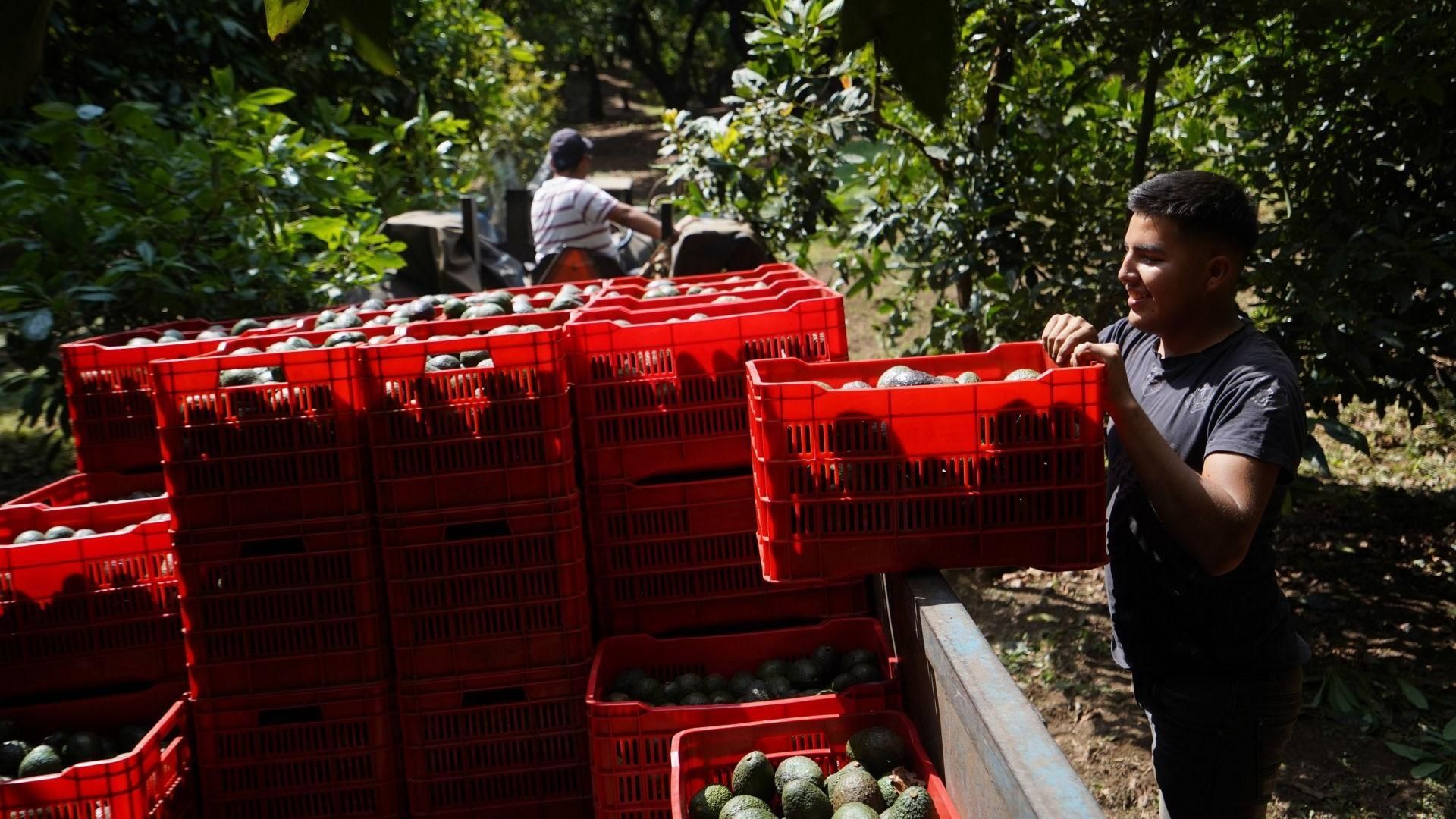 Michoacán Llega a Acuerdo con EUA para Reactivar Exportación de Aguacate y Mango