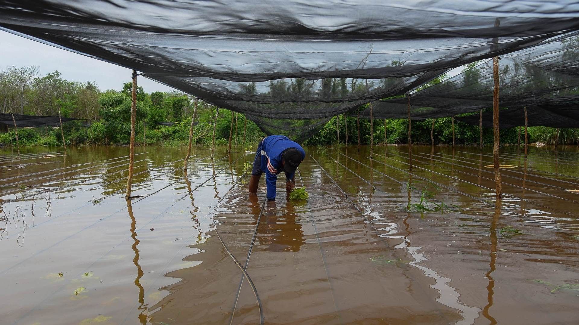 Lluvias afectan cultivos de pobladores en Campeche