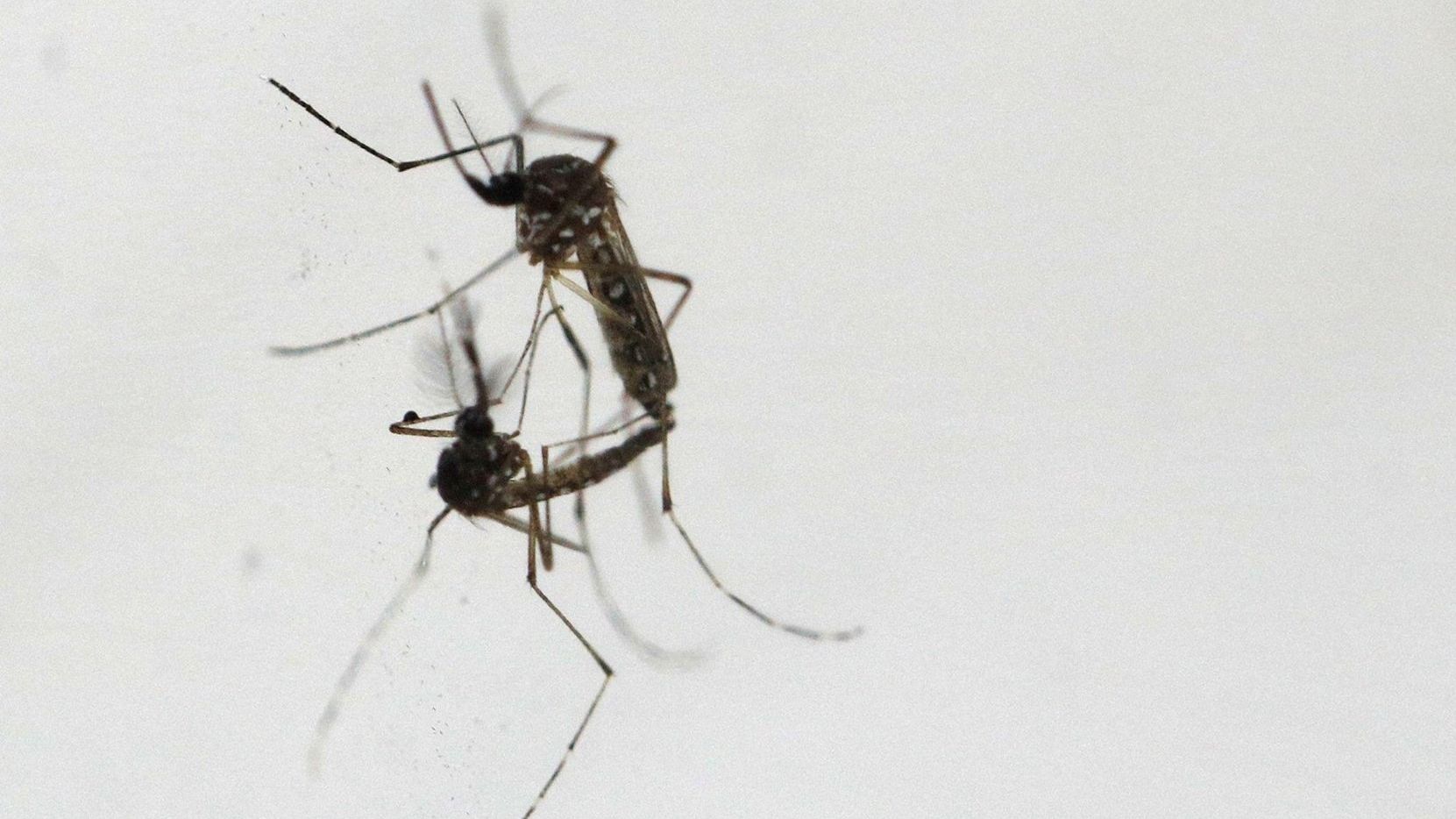 Los casos de dengue en México han aumentado 385% en lo que va del año