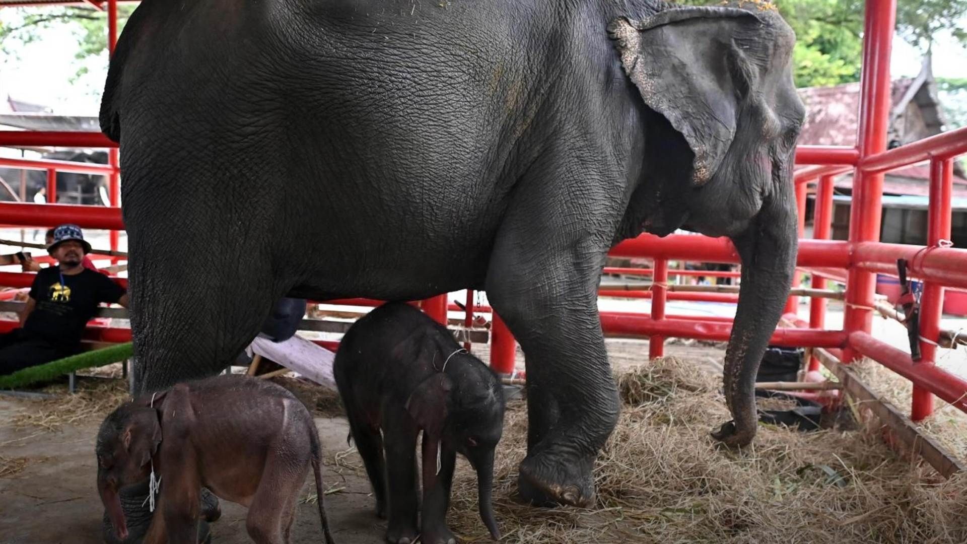 Nacen Elefantes Gemelos, Hembra y Macho, en Tailandia; Fenómeno Inusual