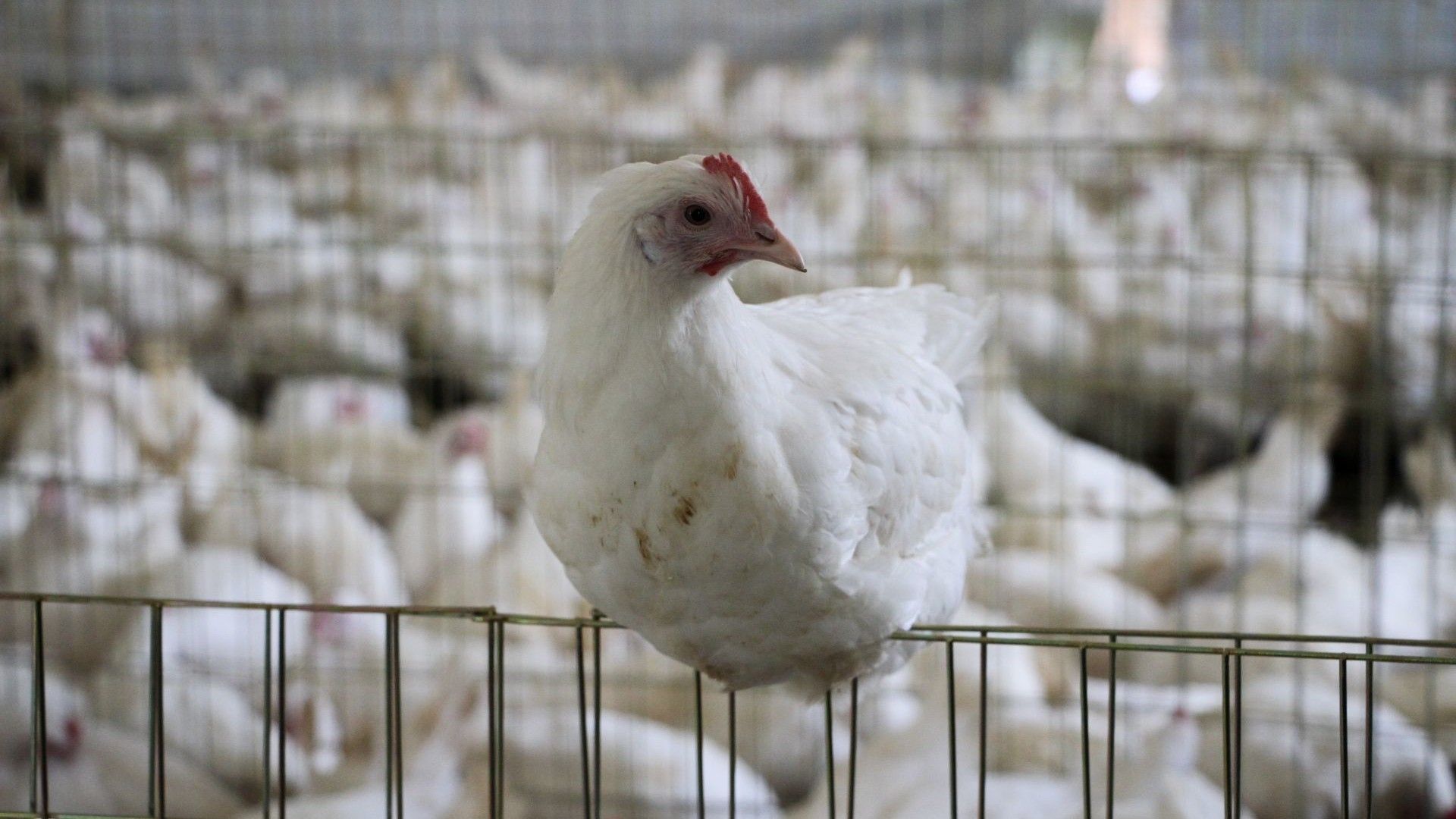 Reportan Muerte de Gallinas en Yucatán por Calor