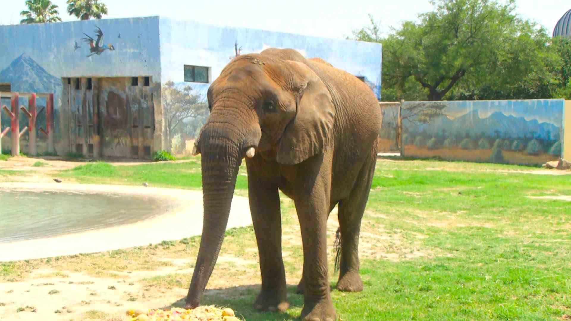 Celebran a Elefante 'Monty' por sus 18 Años