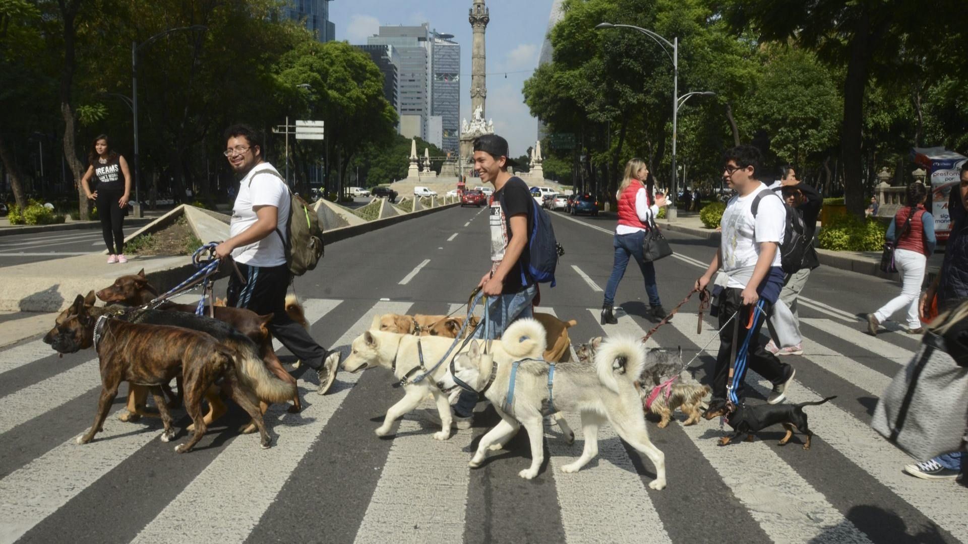 Sedema Crea Padrón de Paseadores de Perros en CDMX