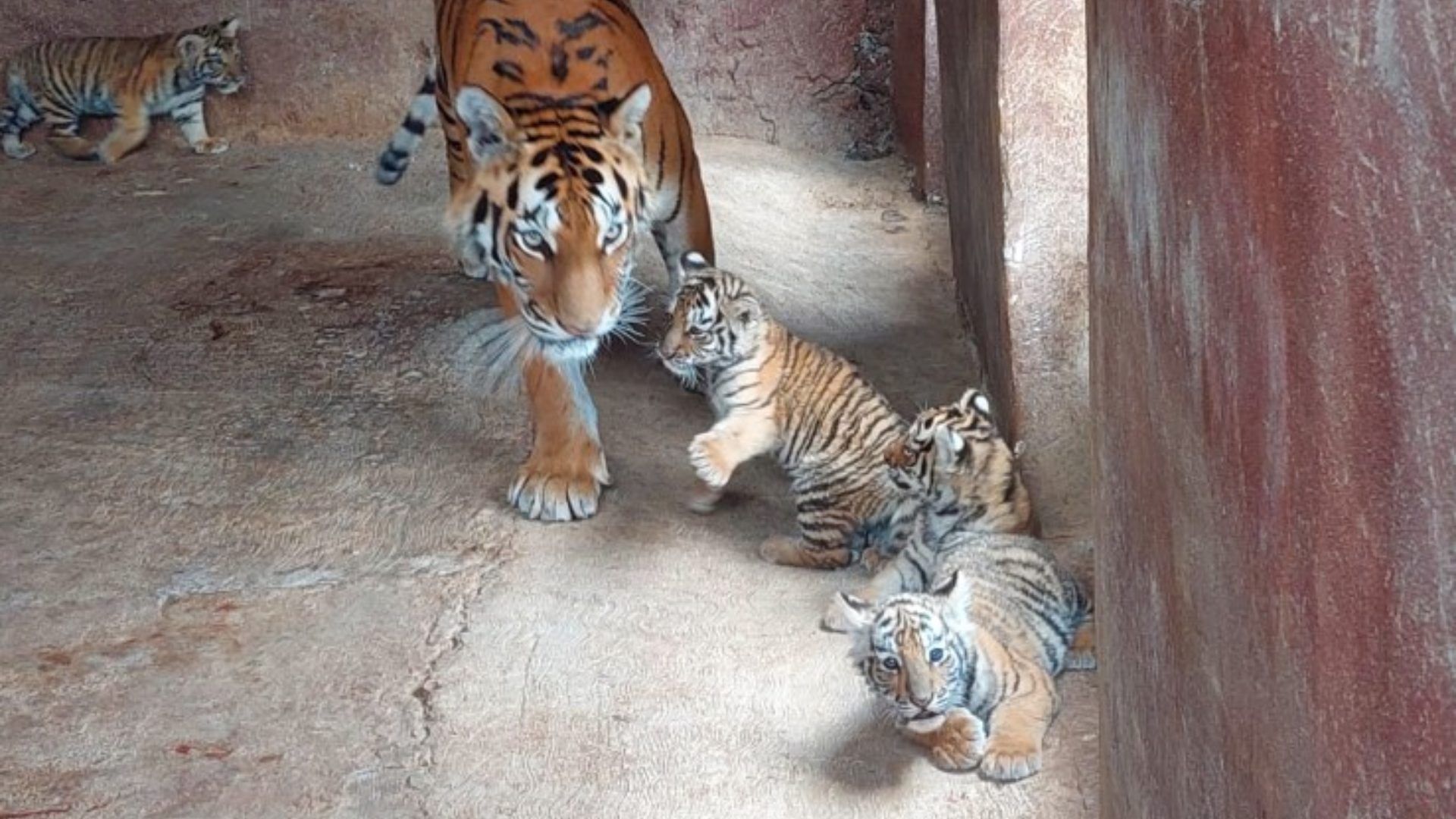 Tigresa Sorprende al Tener Cinco Hembras en Zoológico de Tulancingo, Hidalgo