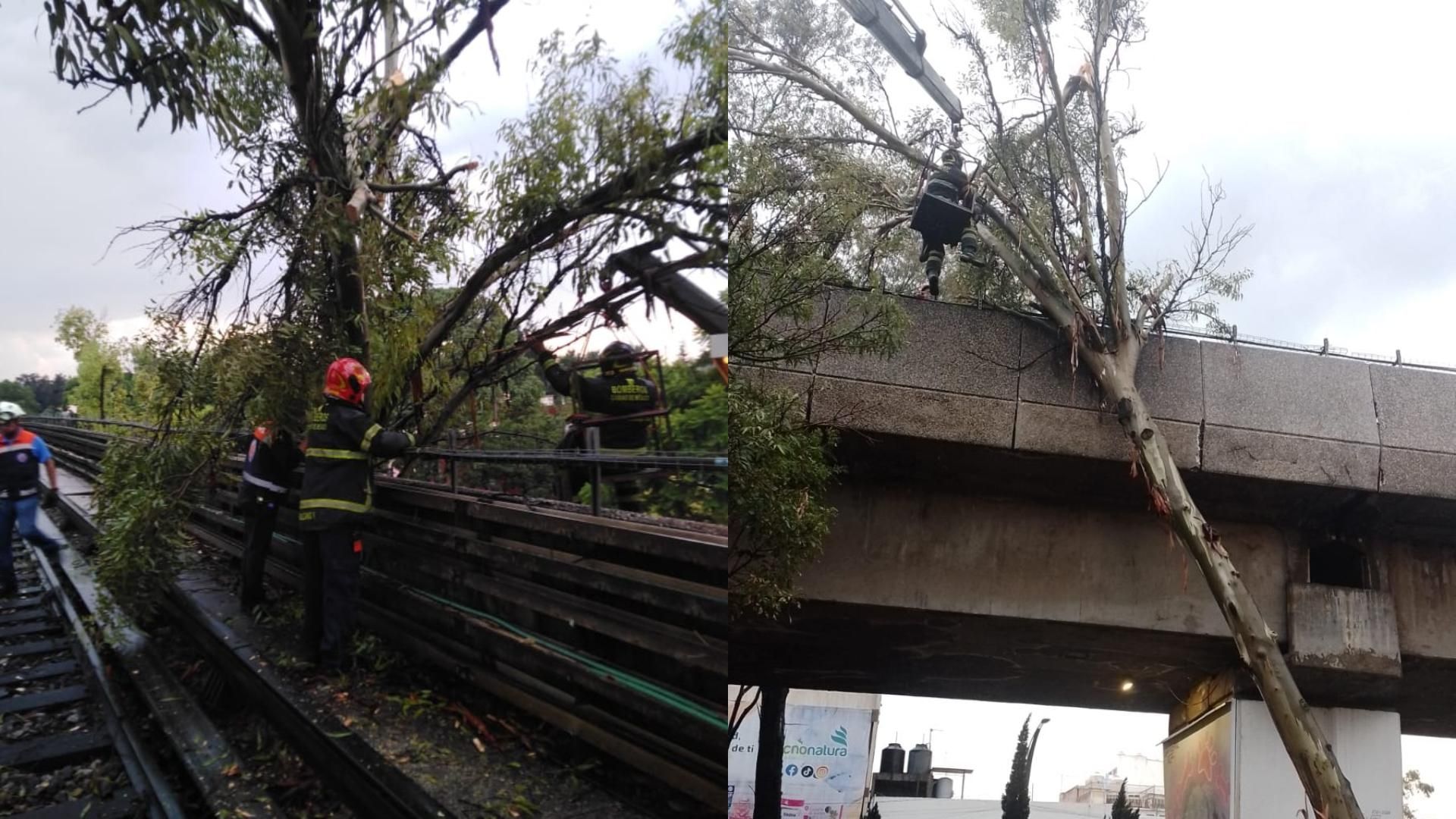 Así quedó el árbol sobre la vía en Línea 4. Foto: Metro CDMX