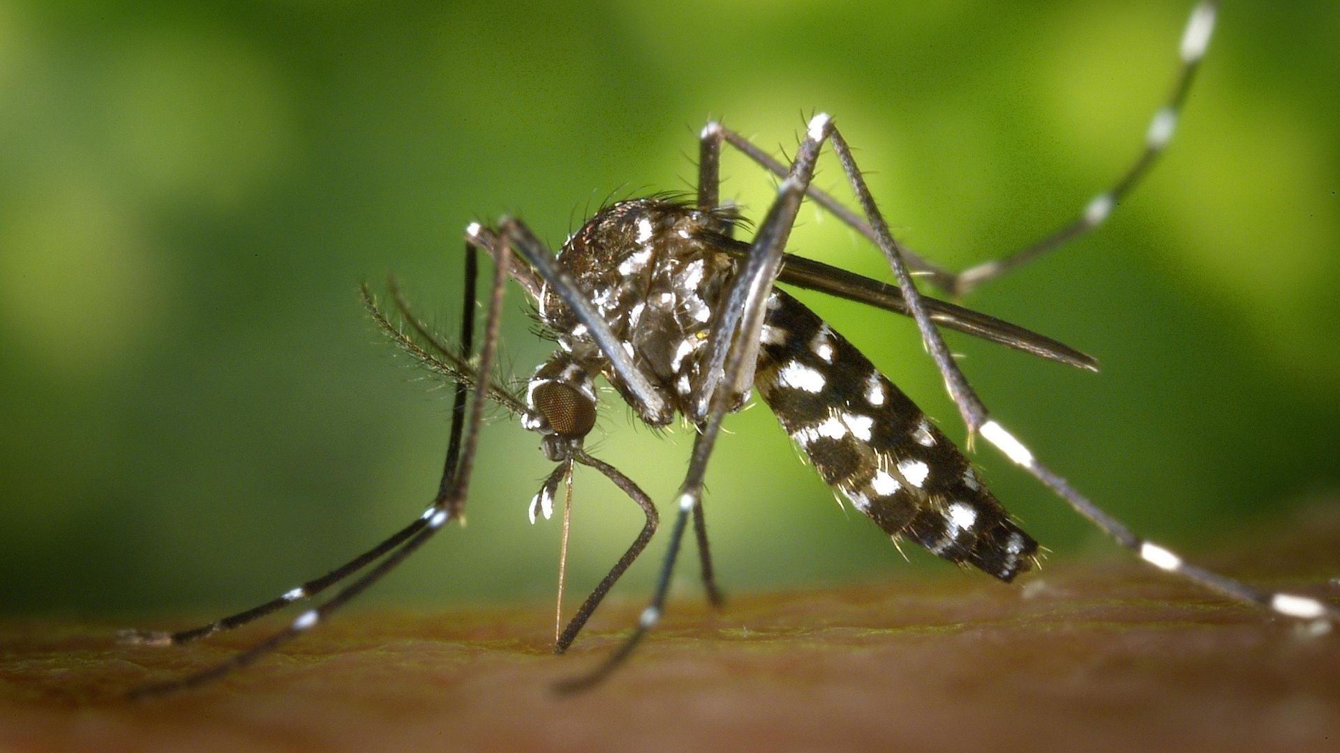 Mosquito Aedes aegypti