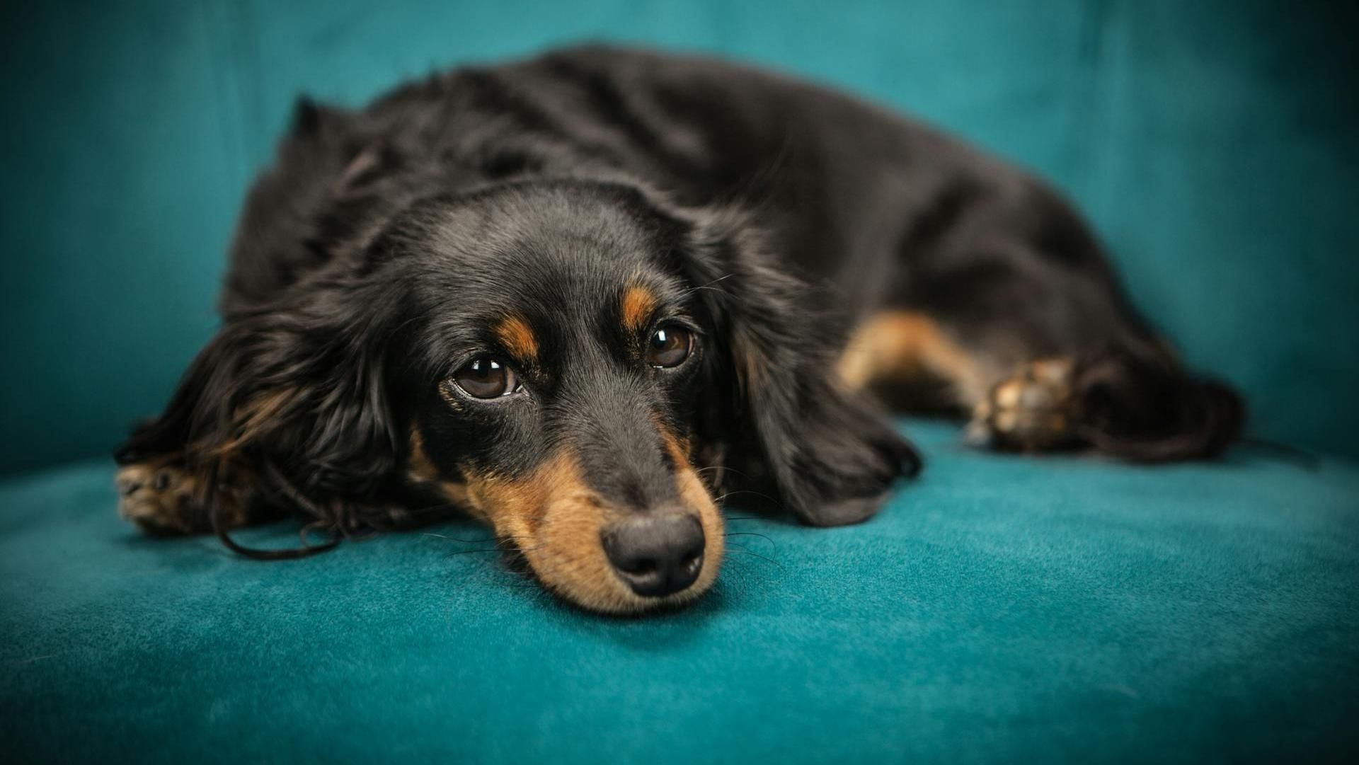 Perros evolucionarios para leer nuestras emociones