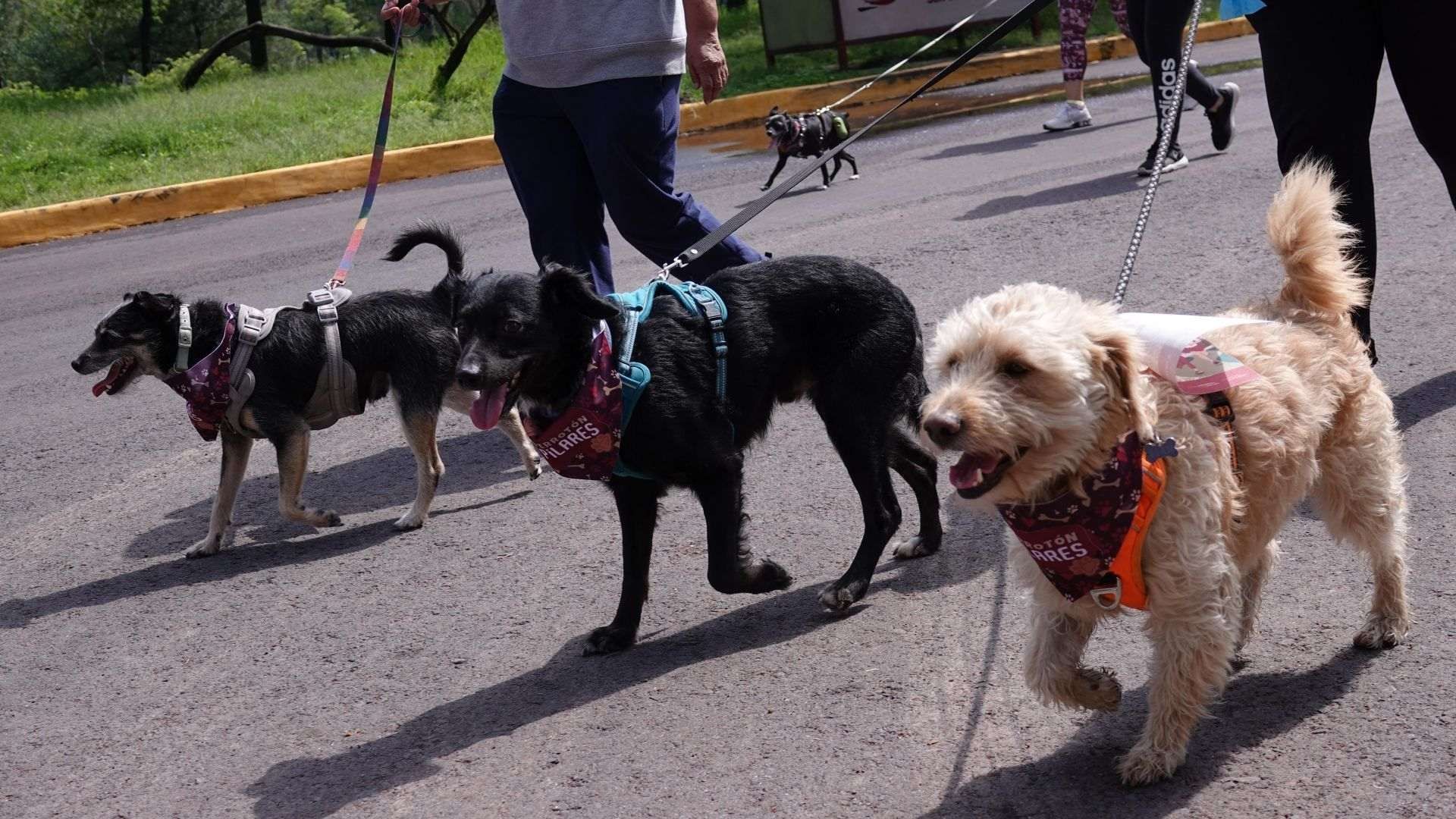 Perritos acompañados de sus dueños en el Primer Perrotón en el Bosque de San Juan de Aragón 