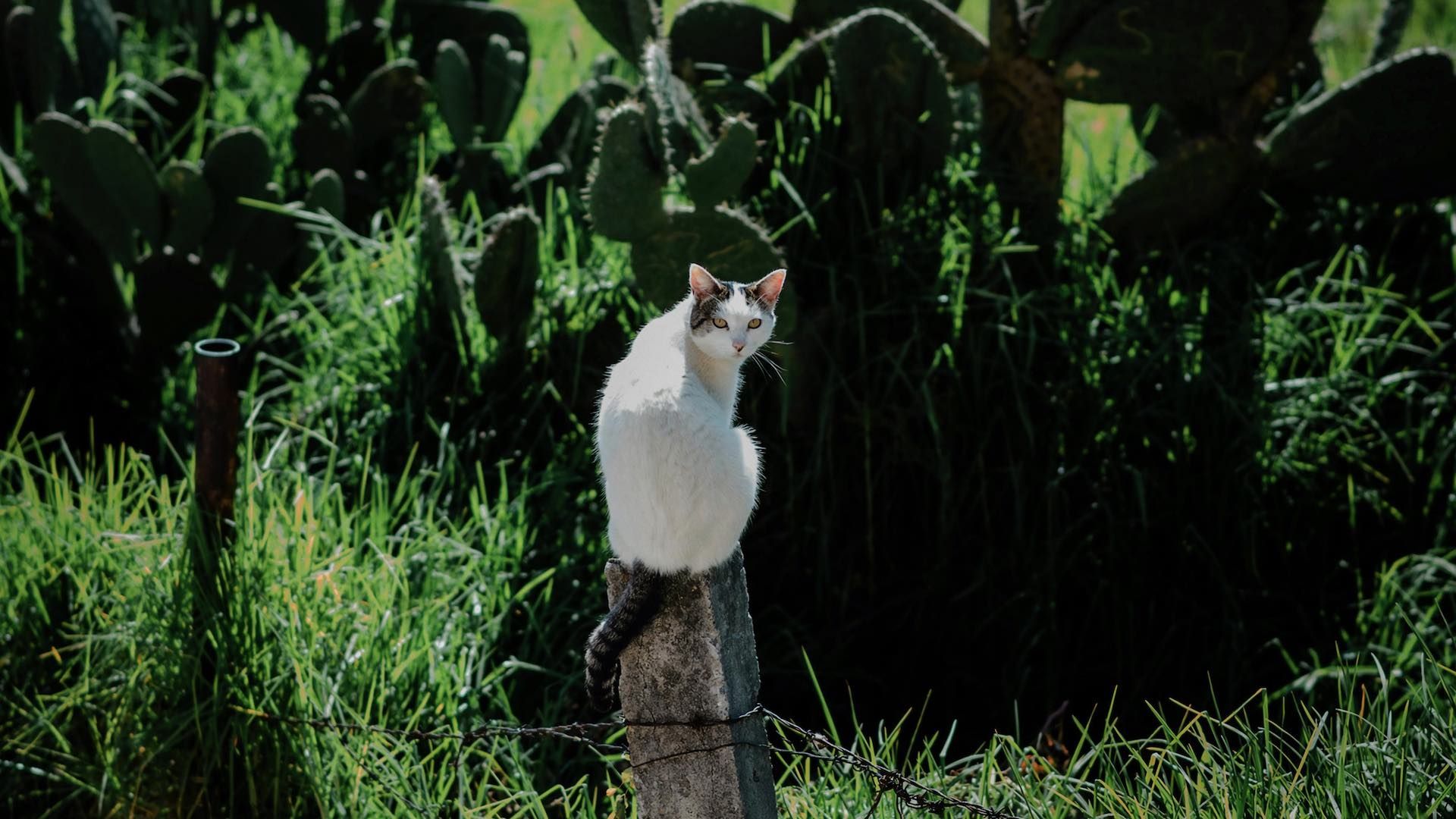 Gato en una nopalera de la Ciudad de México