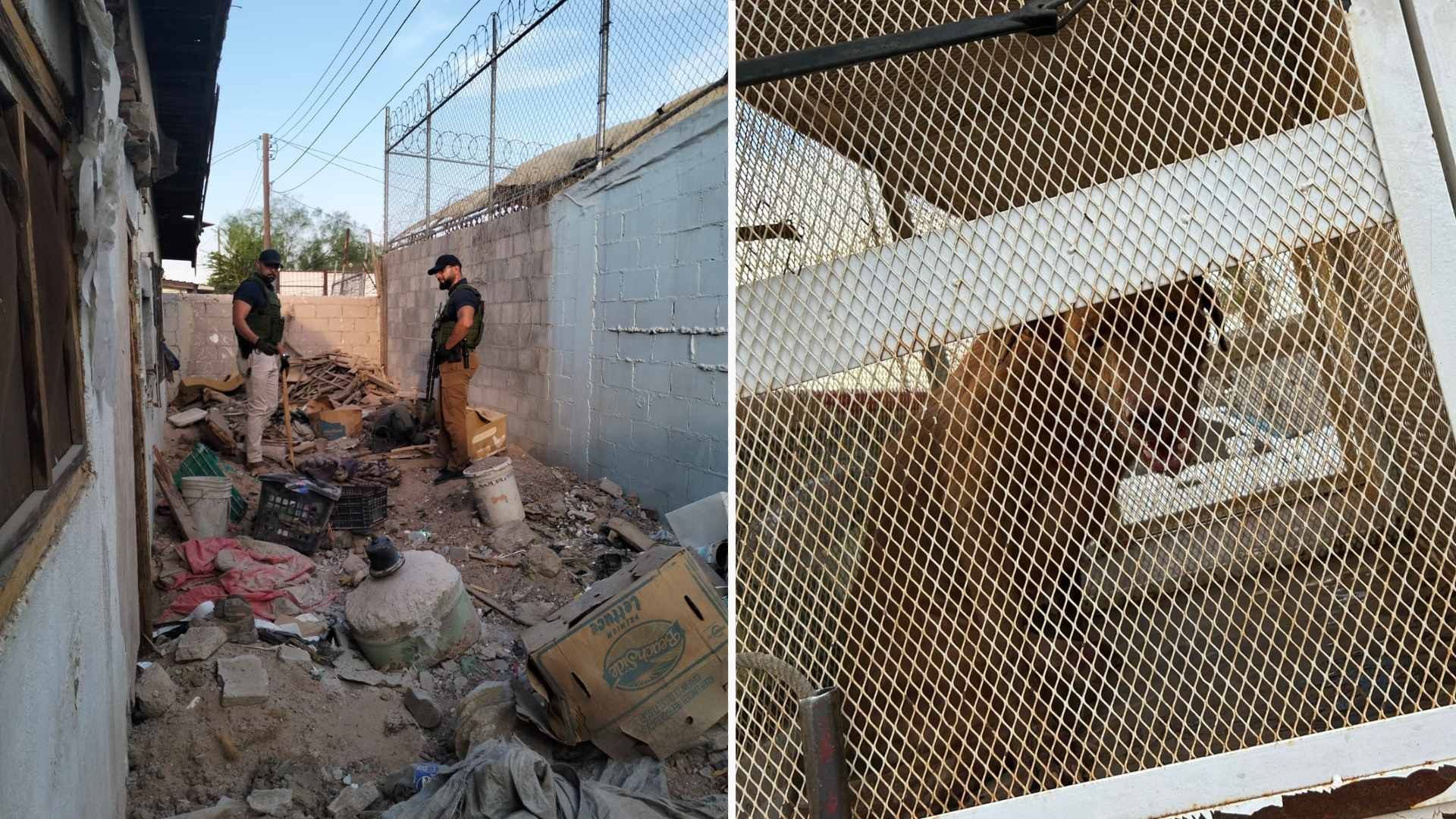 Rescatan a 10 Perritos que No Tenían Agua o Comida y Estaban Infestados de Garrapatas