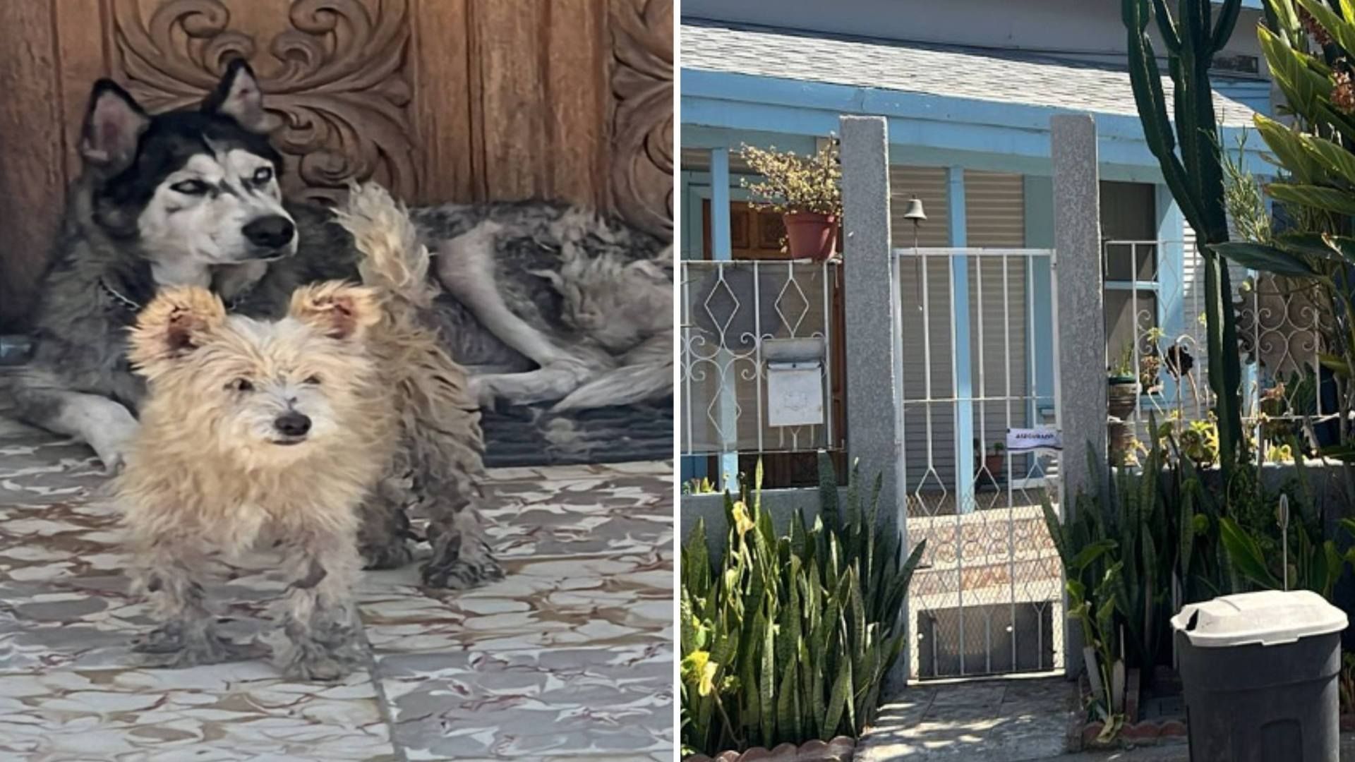 Rescatan a dos perros durante cateo en vivienda de Tijuana