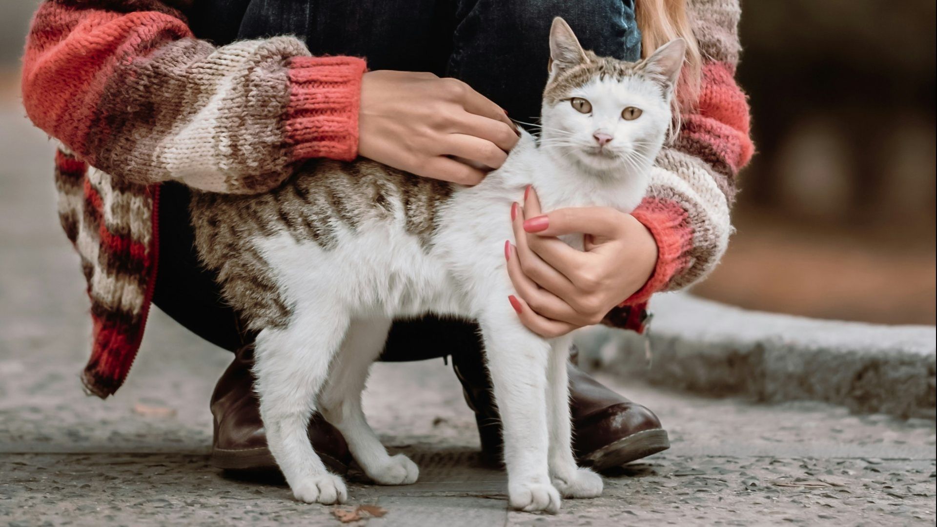 Gatitos Podrán Disfrutar de Exposición del Antigüo Egipto en el Museo de Shangai, China 