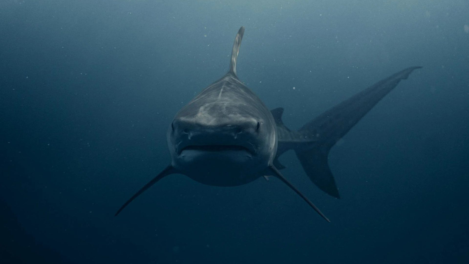 ¿Porque los Tiburones Atacan con más Frecuencia a los Humanos? 