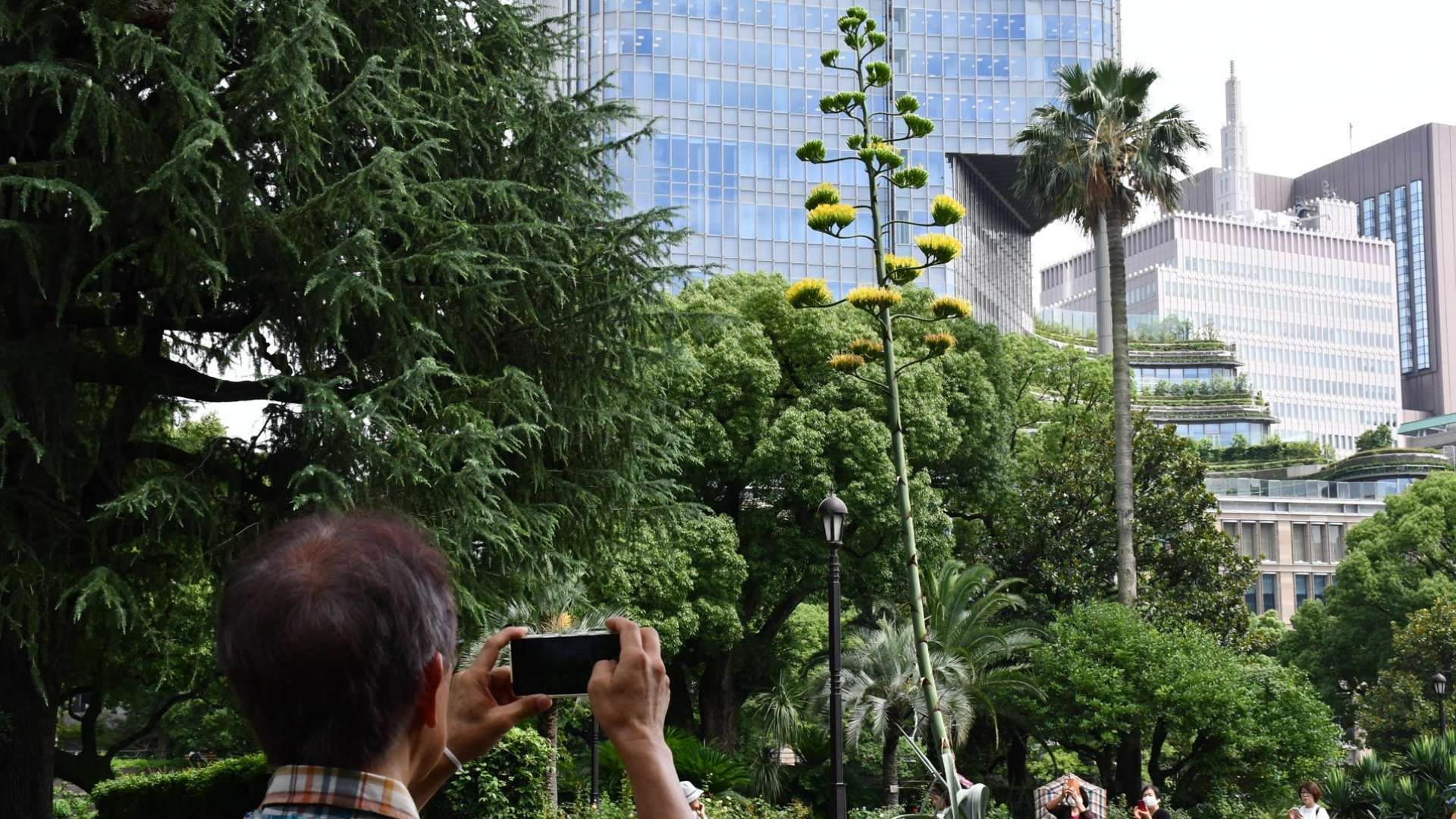 Japoneses 'Enloquecen' por Planta que Florece Una Vez Cada Cien Años