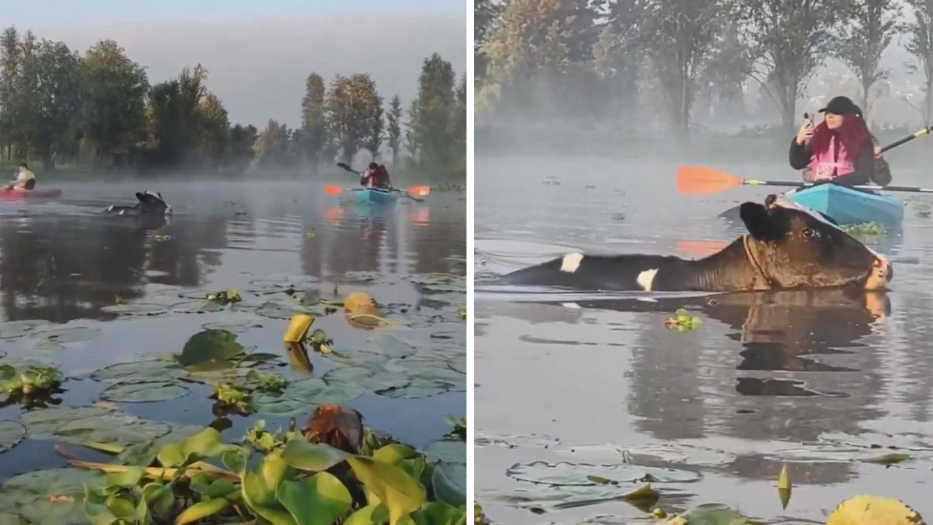 Video: Avistamiento de la 'Vaquita' Marina en Canales de Xochimilco