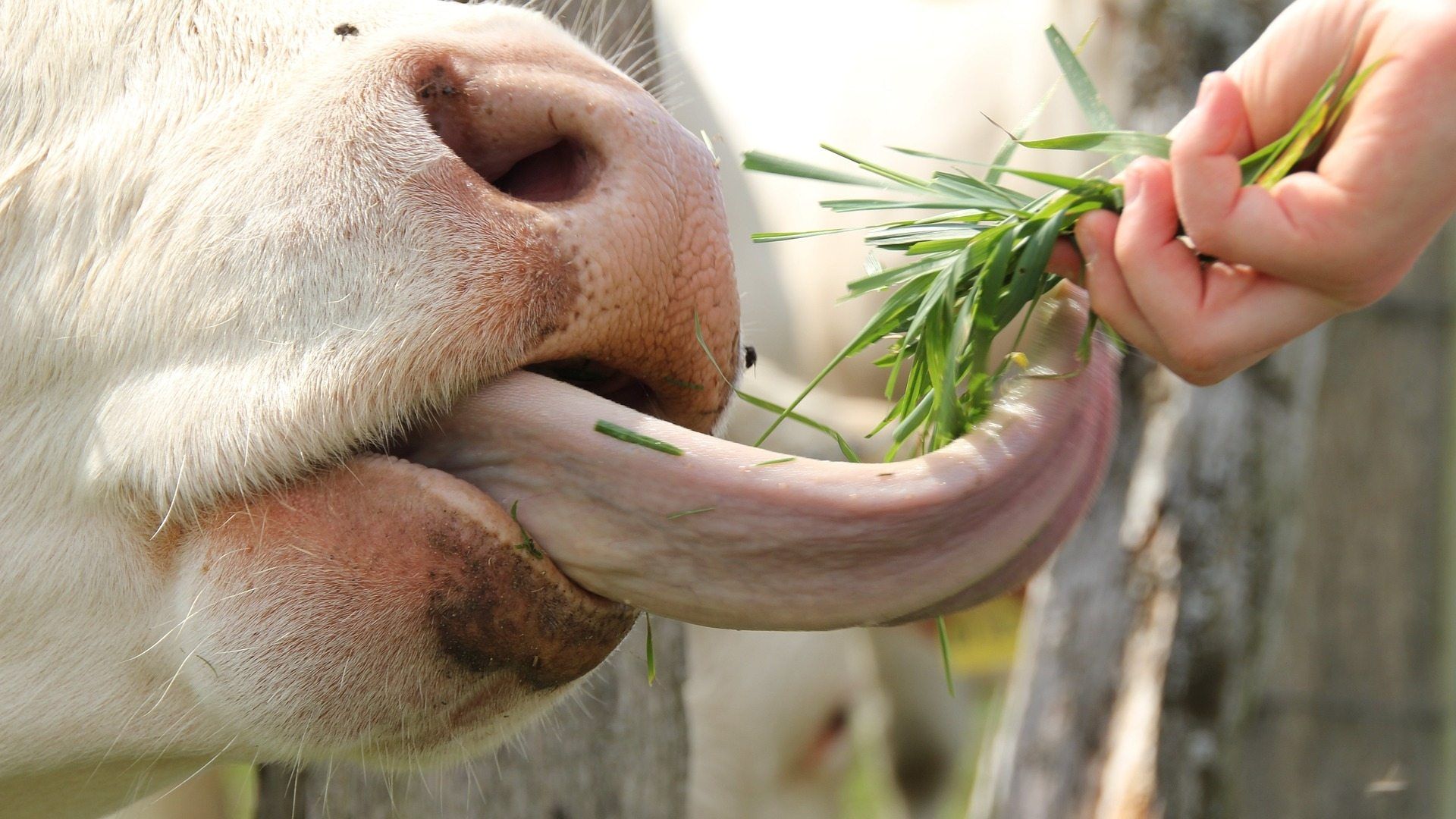 El ganado vacuno, como las vacas, puede ser víctima de lengua azul