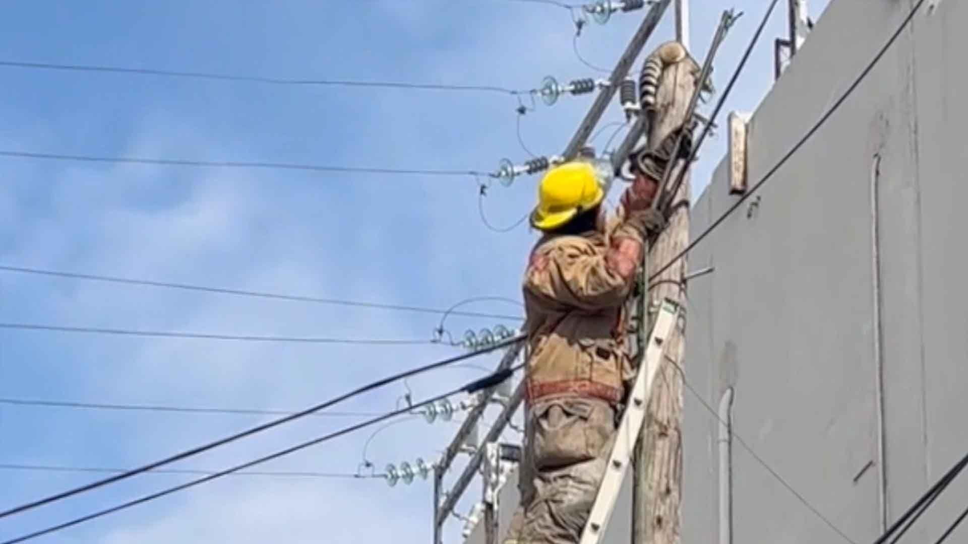 VIDEO: Cacomixtle es Rescatado de un Poste por Bomberos de Matamoros