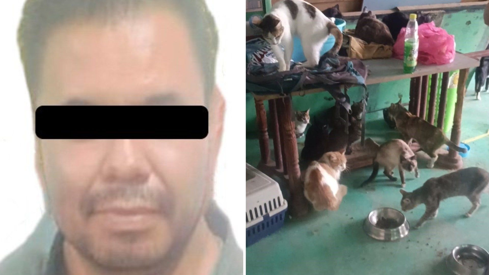 Detienen a Hombre que Tenía 52 Gatos en Hacinamiento y Desnutrición en Edomex