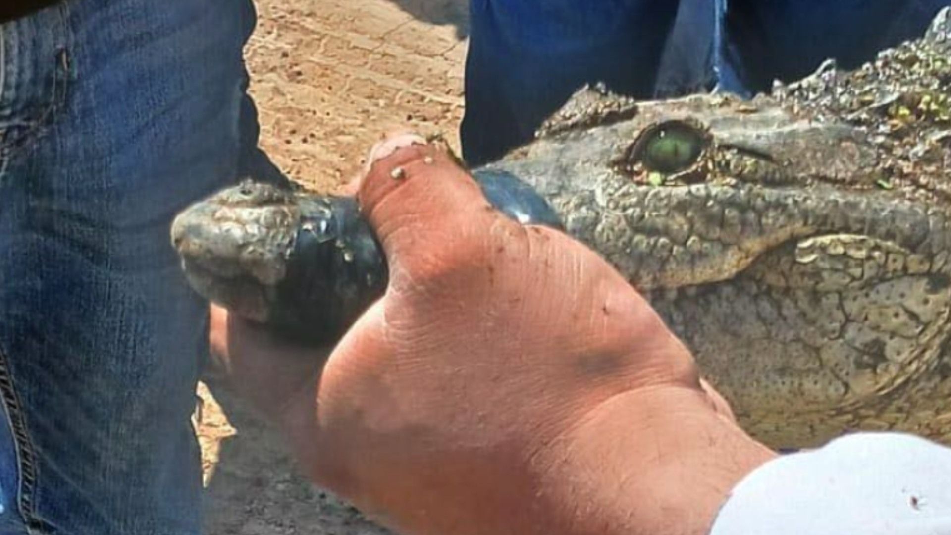 Aseguran a un cocodrilo suelto en Hidalgo