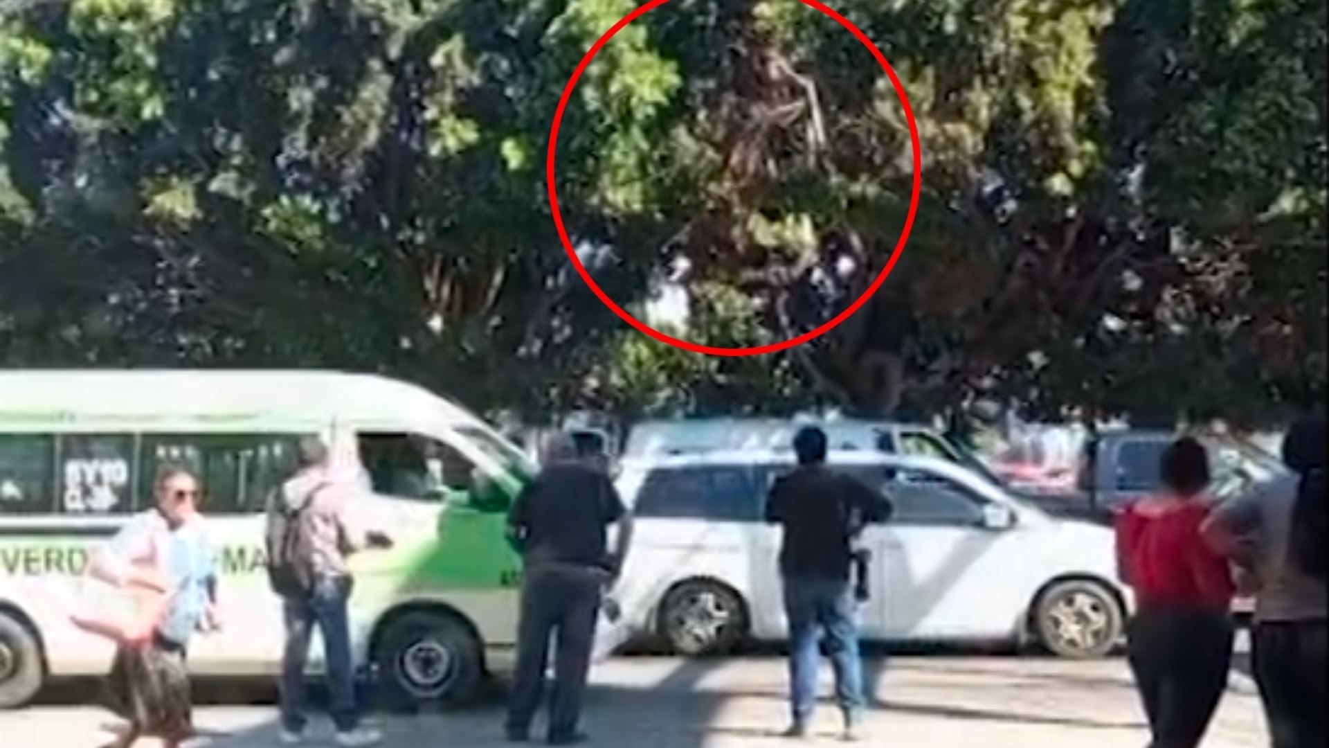 Encuentran Sin Vida a Hombre Arriba de una 'Casa del Árbol' en Tijuana