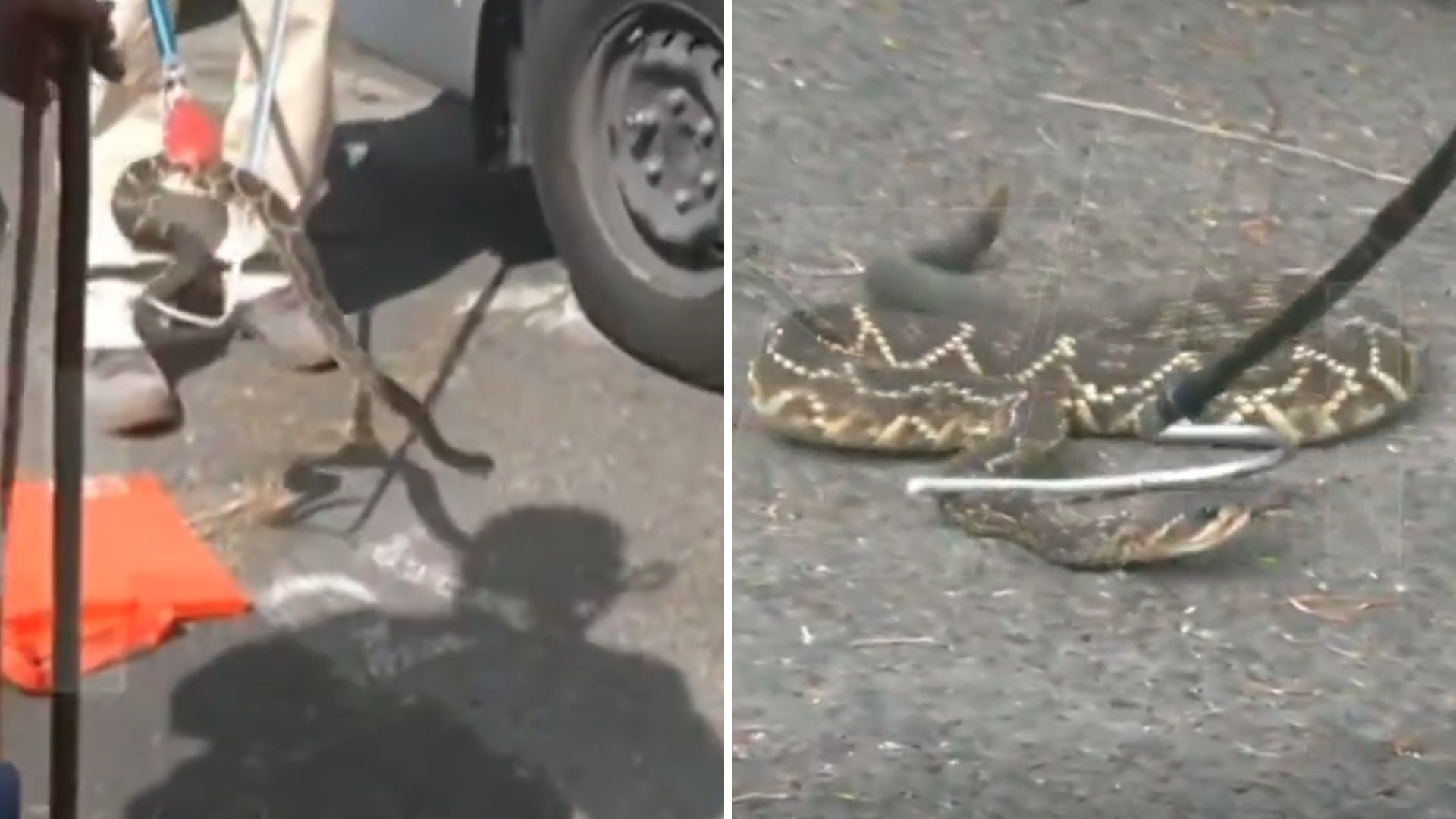 ¿Jumanji? Serpiente de Cascabel Sorprende a Automovilista en Coyoacán, CDMX