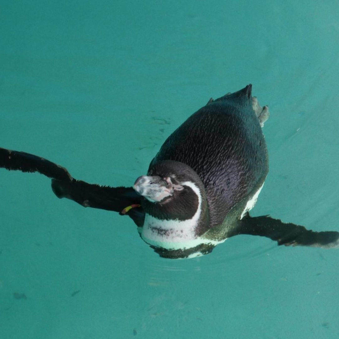 En el Zoológico de Chapultepec habitan cinco ejemplares de pingüino de Humboldt