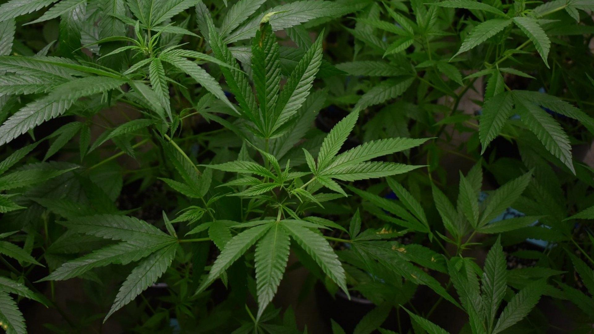 EUA Reclasificará la Marihuana como una Droga Menos Peligrosa