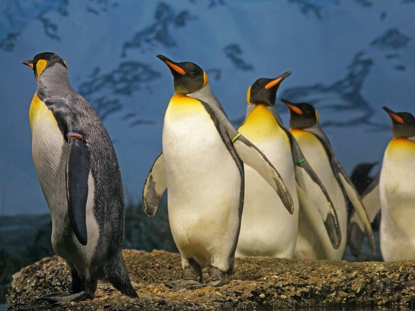 25 de abril: Día Mundial del Pingüino