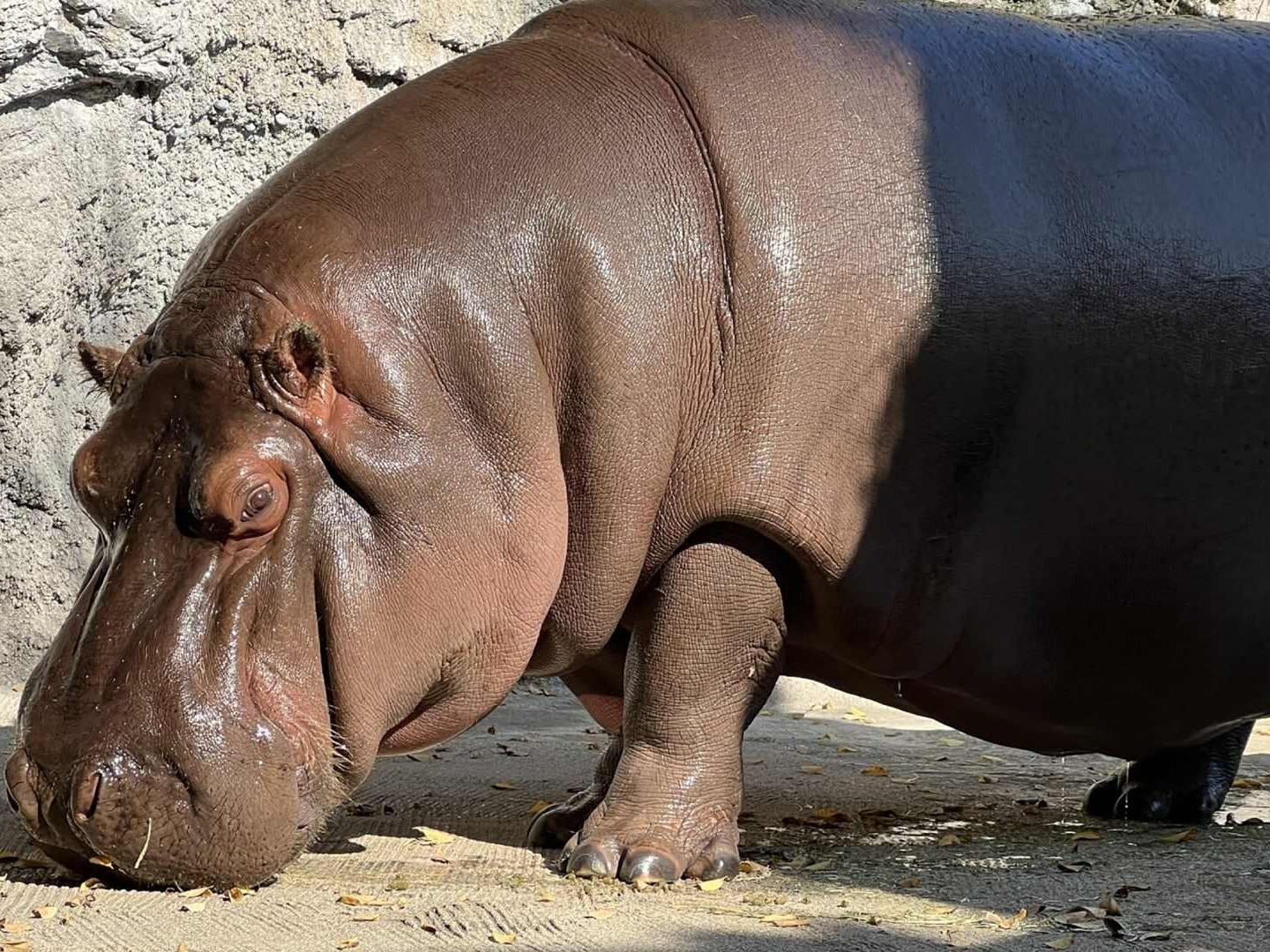 Hipopótamo Procedente de México Como Macho Resultó Ser Hembra en Japón