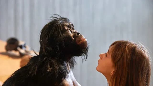 Niña mira recreación del Australopithecus, nuestro ancestro más antiguo