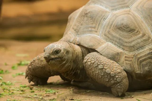 ¿Las Tortugas son Mudas? Estudio Descubre Cómo se Comunican