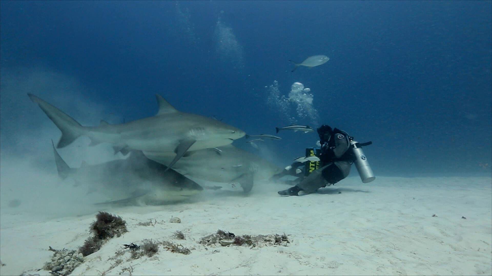 Biólogo Marino Mexicano Gana Premio por Conservar Tiburones