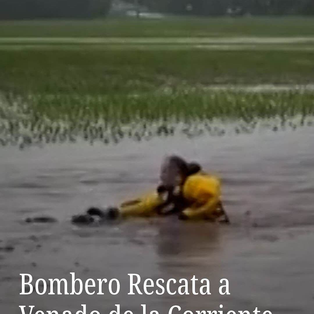 Bombero Rescata a Venado de la Corriente