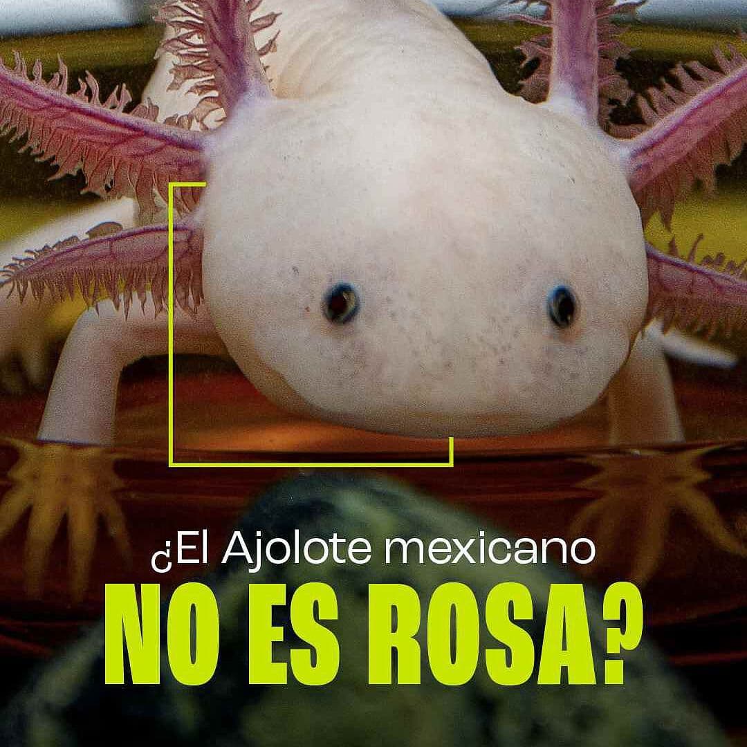 ¿El Ajolote Mexicano No es Rosa?