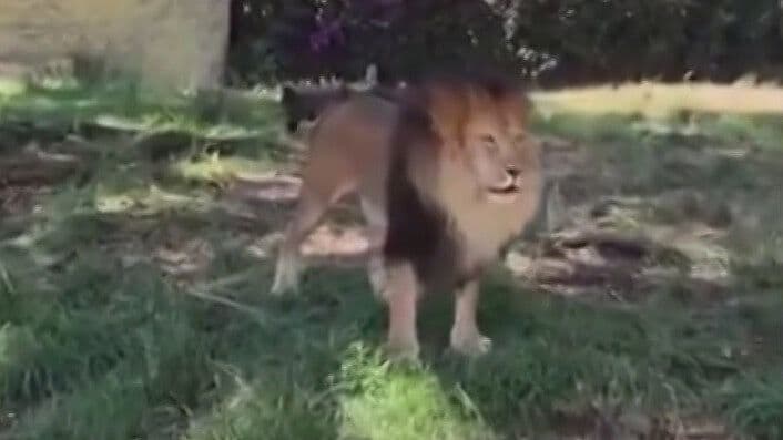 VIDEO | Visitante de Zoológico le Lanza Piedra a León Africano; Así fue la Agresión