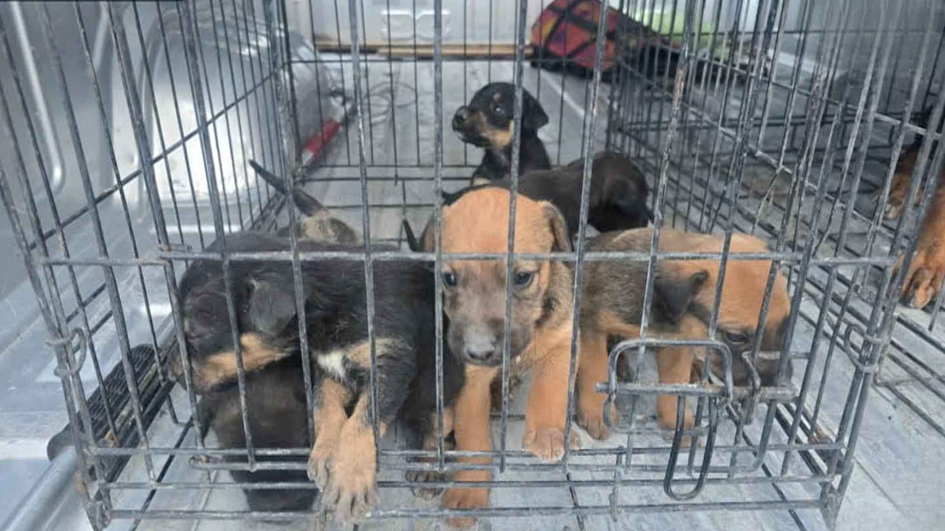 Autoridades Aseguran a 37 Perros en Situación de Maltrato en Ciudad Juárez