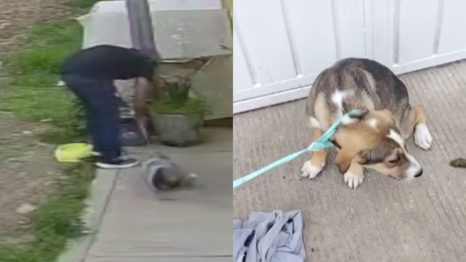 Captan el Momento en que Abandonan a una Cachorra en Puebla; Fue Atada a un Poste