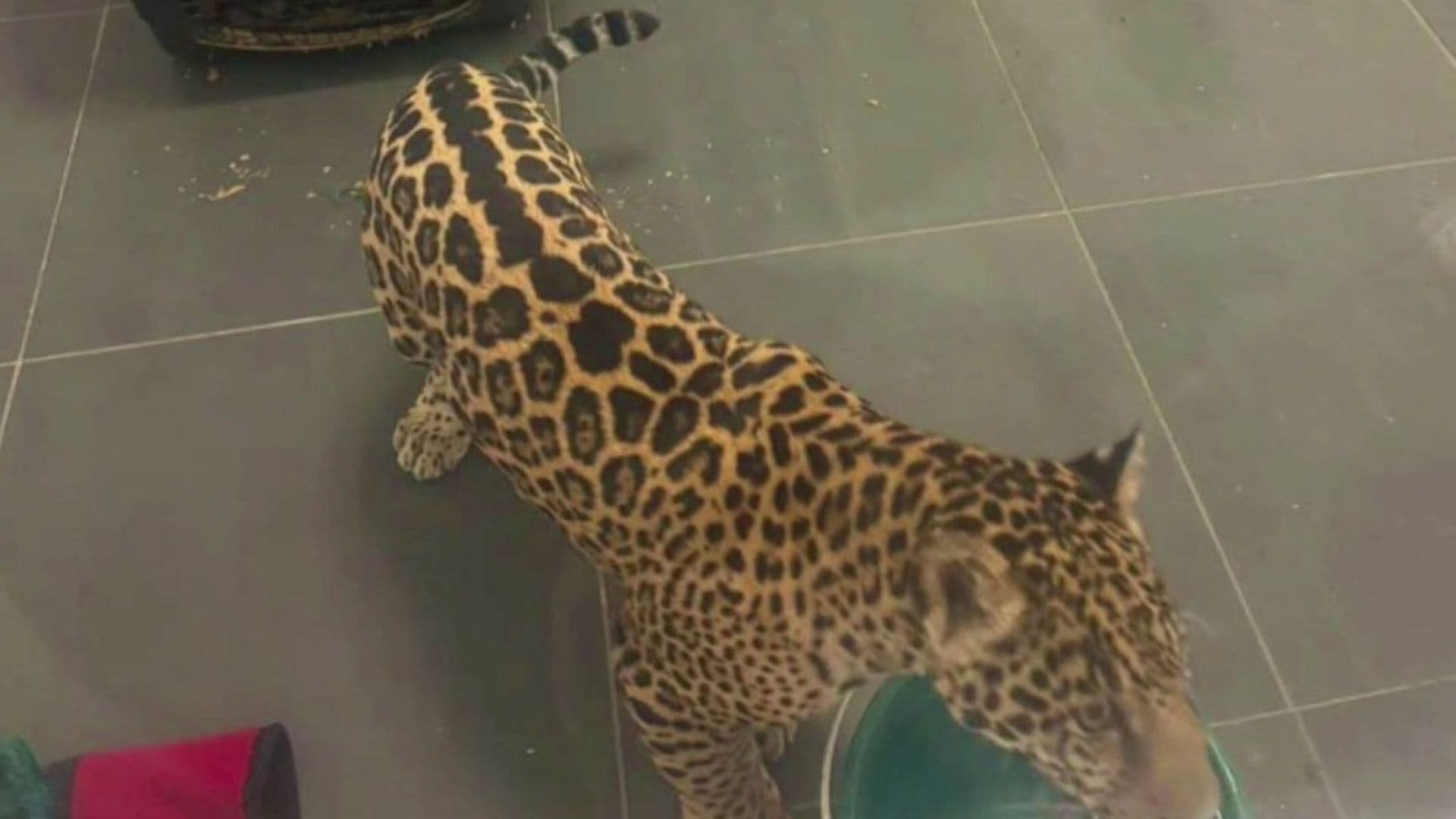 Rescatan Jaguar en Michoacán; Detienen a Mujer que No Pude Acreditar Su Posesión Legal