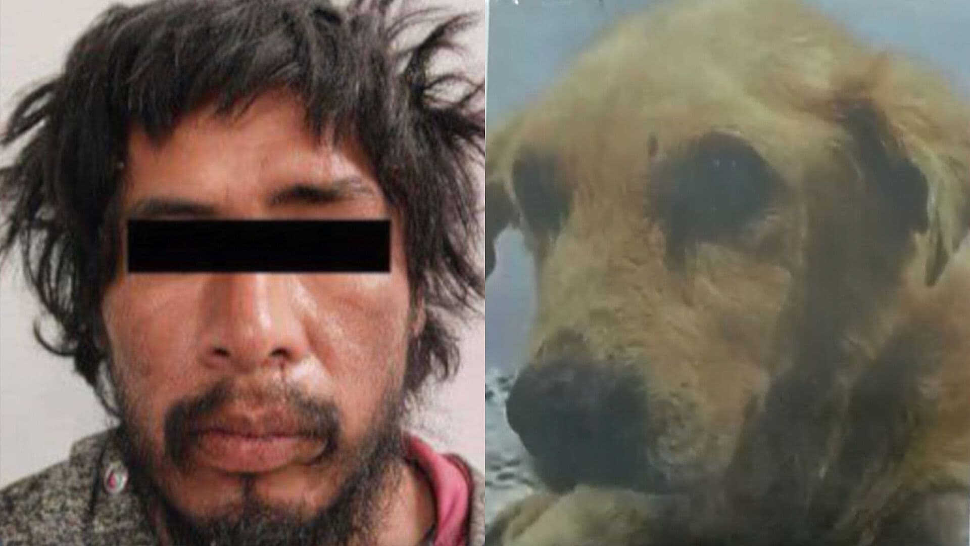 Declaran Culpable a Sujeto que Provocó Muerte del Perro Huesitos en Puebla