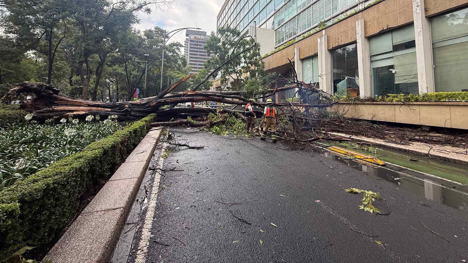 Fuerte Lluvia Provoca Colapso de Enorme Árbol sobre Paseo de la Reforma, CDMX
