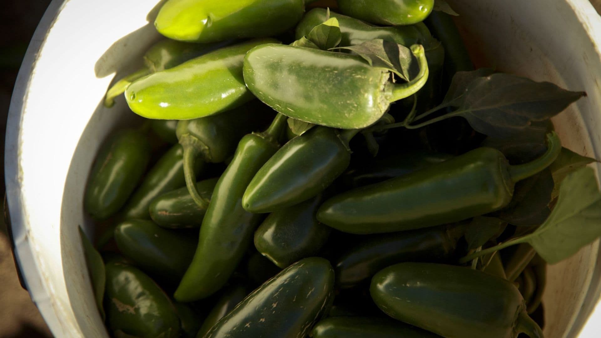 Análisis a chile jalapeño