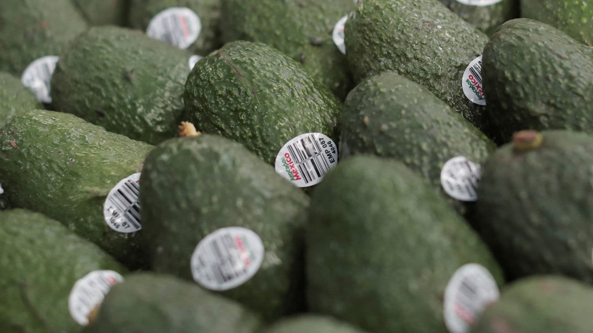 Violencia y Aguacate. Las Ocasiones que EUA ha Suspendido su Importación desde México
