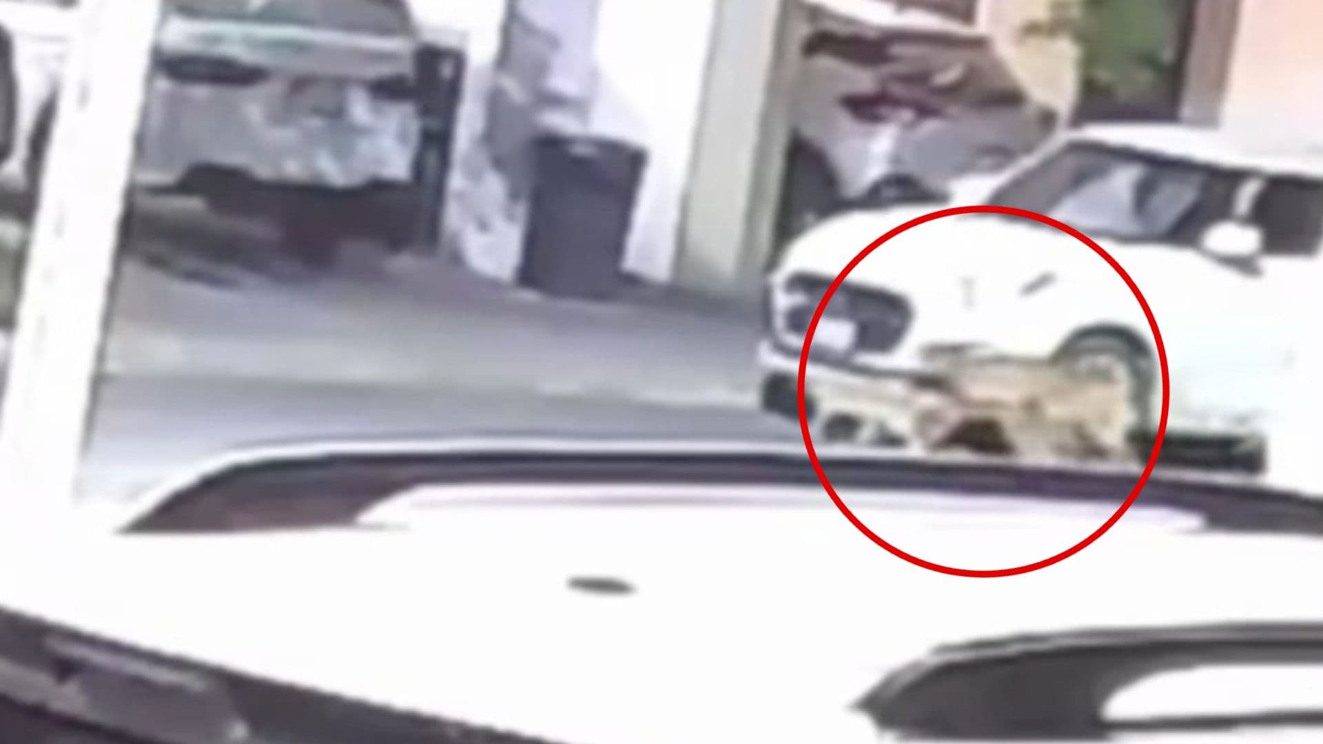 Video: Coyote Ataca a Animales Domésticos en Colonia Las Lomas en García, Nuevo León