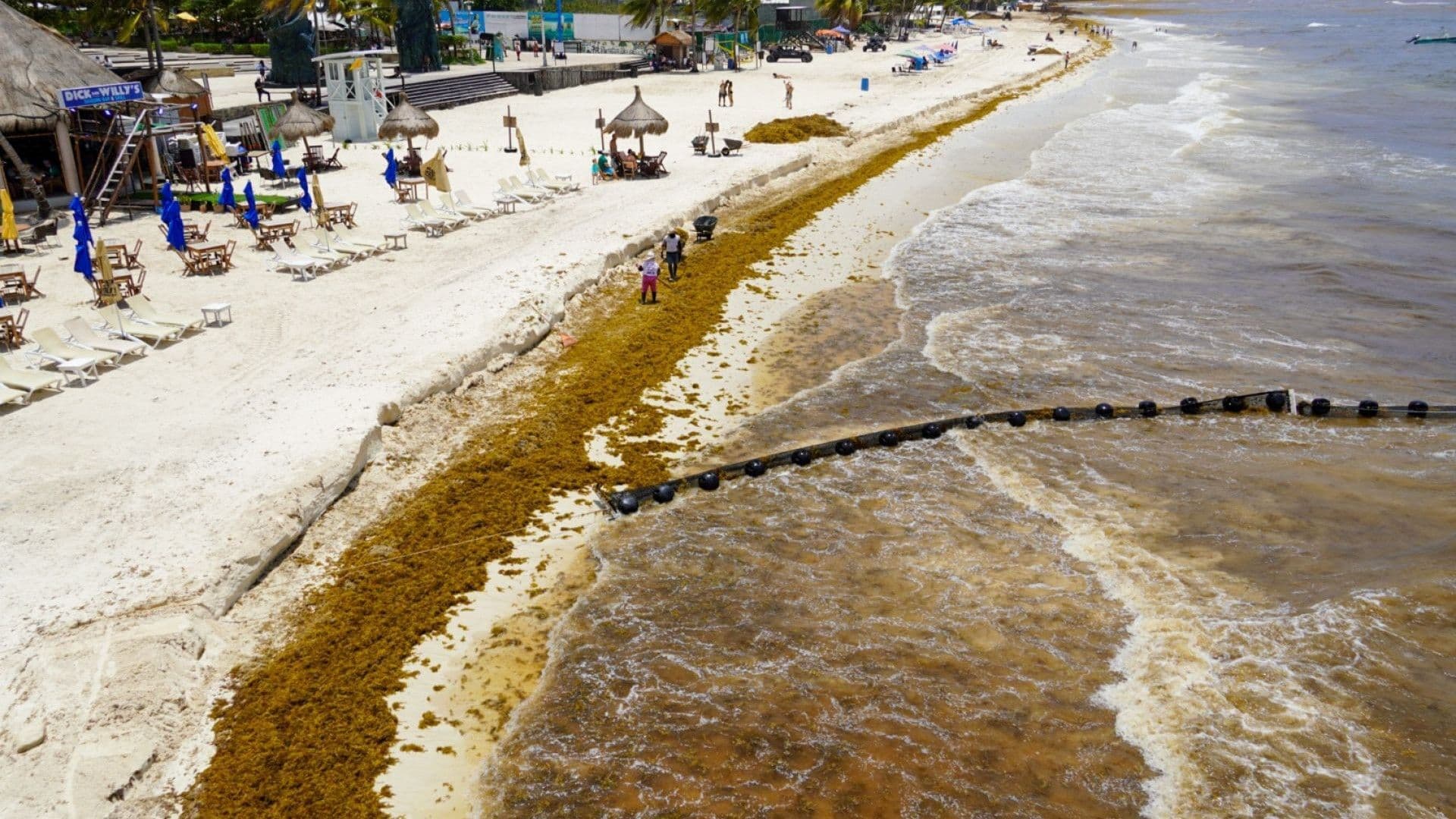 Arribo masivo de sargazo en Playa del Camen, Quintana Roo