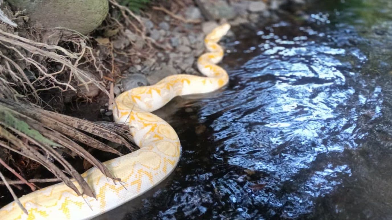 Buscan a serpiente que se extravió en San Rafael, Veracruz.