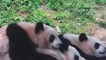 Foto: Pandas China 