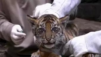 Foto: Tigre de Sumatra